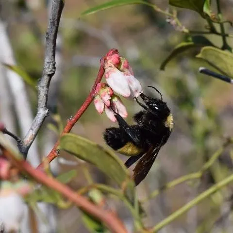 thumbnail for publication: Pollination Best Practices in Southern Highbush Blueberry in Florida